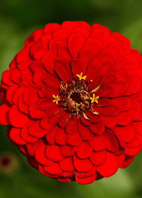Candy Cane Zinnia – 100 Seeds