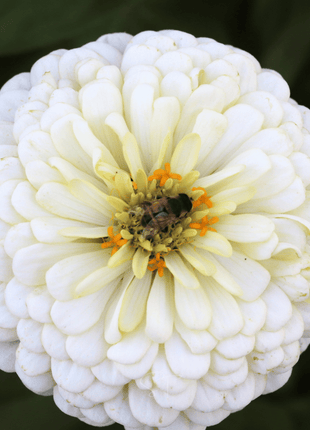 Candy Cane Zinnia – 100 Seeds