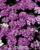 Globe Annual Candytuft – 50 Seeds