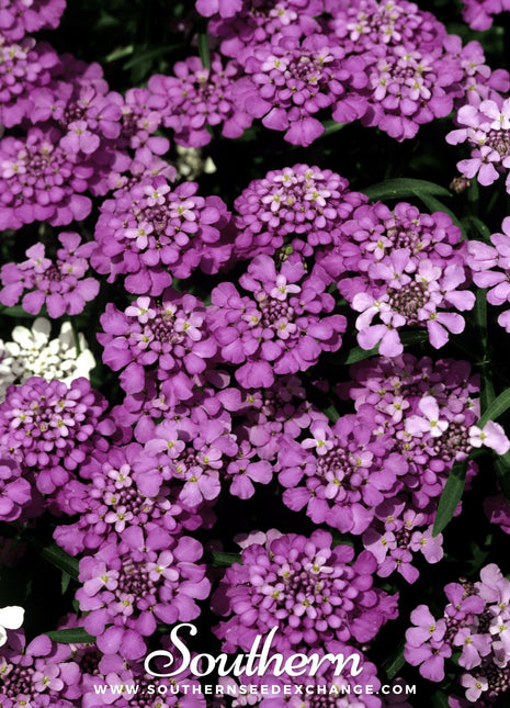 Globe Annual Candytuft – 50 Seeds