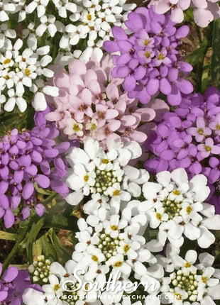 Globe Annual Candytuft – 50 Seeds
