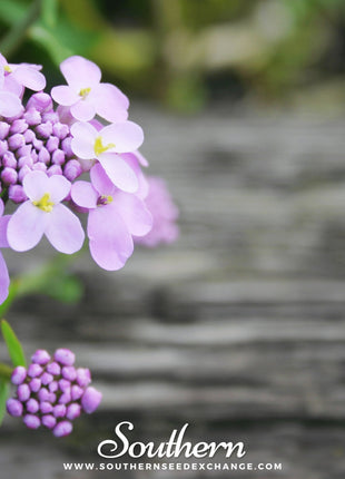 Globe Annual Candytuft – 50 Seeds