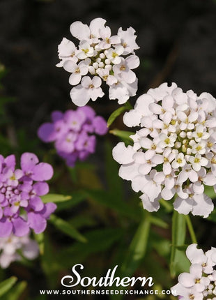 Globe Annual Candytuft – 50 Seeds