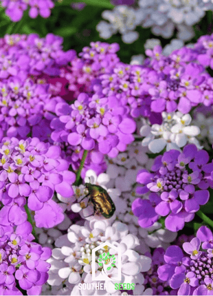 Candytuft Mix – 100 Seeds