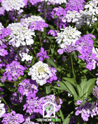 Candytuft Mix – 100 Seeds