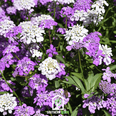 Collection image for: Candytuft