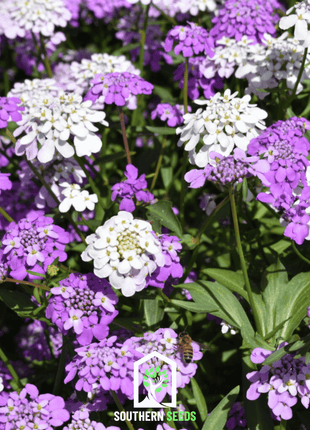 Candytuft Mix – 100 Seeds