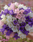 Canterbury Bells Mix – 100 Seeds