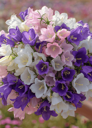 Canterbury Bells Mix – 100 Seeds