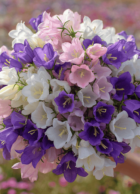 Canterbury Bells Mix – 100 Seeds