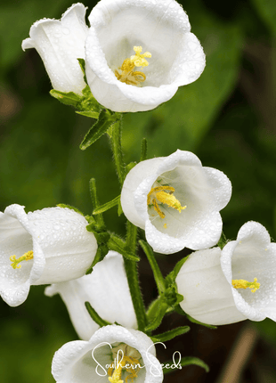 Canterbury Bells Mix – 100 Seeds