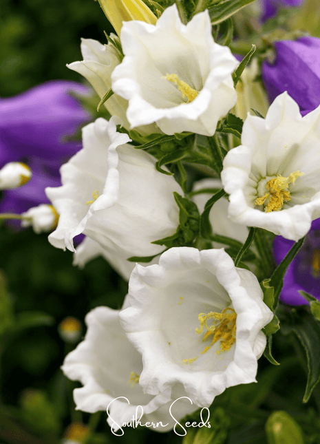 Canterbury Bells Mix – 100 Seeds