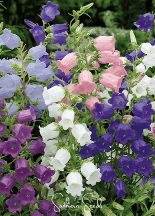Canterbury Bells Mix – 100 Seeds