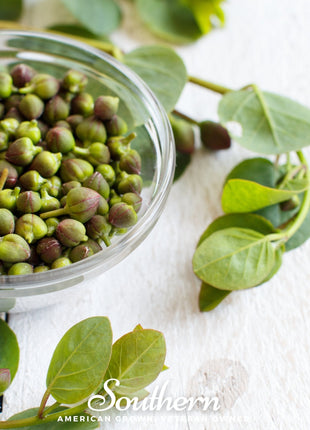 Caper Bush – 10 Seeds