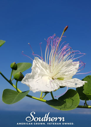 Caper Bush – 10 Seeds