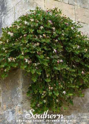 Caper Bush – 10 Seeds