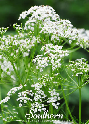 Caraway – 150 Seeds