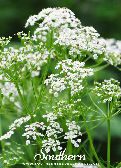 Caraway – 150 Seeds