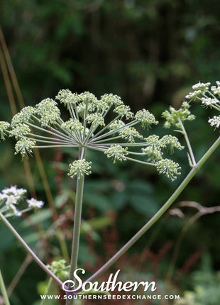 Caraway – 150 Seeds