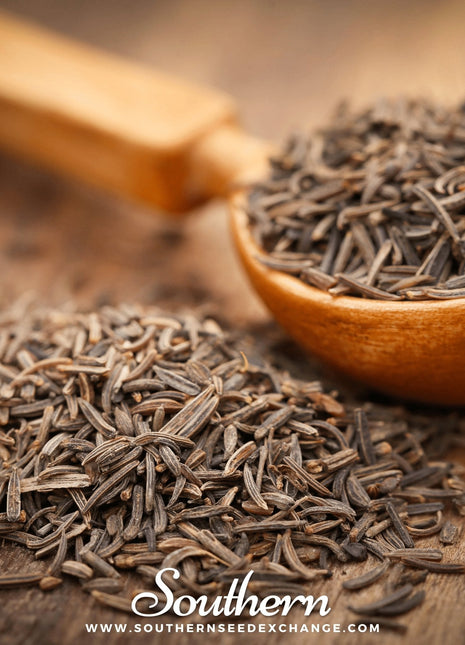 Caraway – 150 Seeds