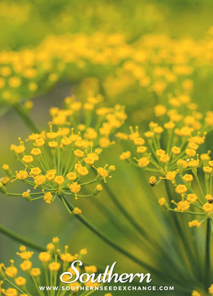 Caraway – 150 Seeds