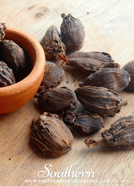 Black Cardamom – 10 Seeds