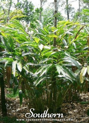 Black Cardamom – 10 Seeds
