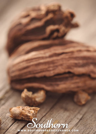 Black Cardamom – 10 Seeds