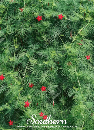 Cardinal Climber – 30 Seeds