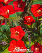 Cardinal Climber – 30 Seeds