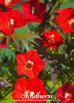 Cardinal Climber – 30 Seeds