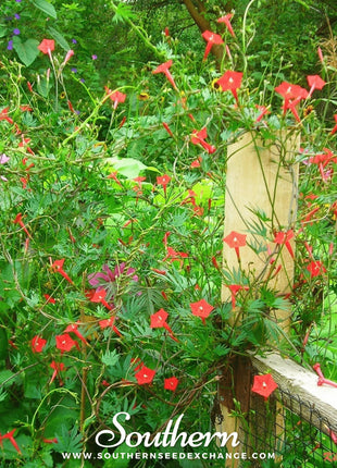 Cardinal Climber – 30 Seeds