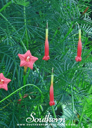 Cardinal Climber – 30 Seeds