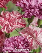 Chabaud Picotee Carnation Mix – 25 Seeds