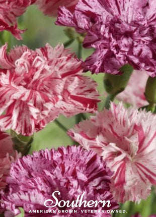 Chabaud Picotee Carnation Mix – 25 Seeds