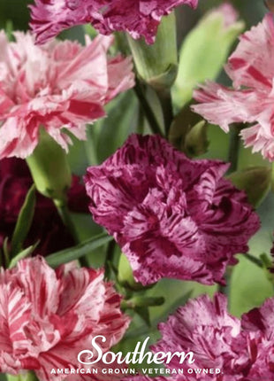 Chabaud Picotee Carnation Mix – 25 Seeds