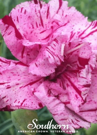Chabaud Picotee Carnation Mix – 25 Seeds