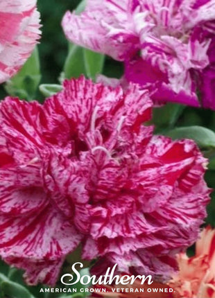 Chabaud Picotee Carnation Mix – 25 Seeds