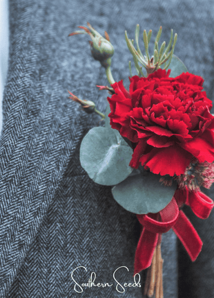 Etincellant Carnation – 25 Seeds