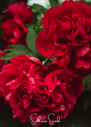 Etincellant Carnation – 25 Seeds