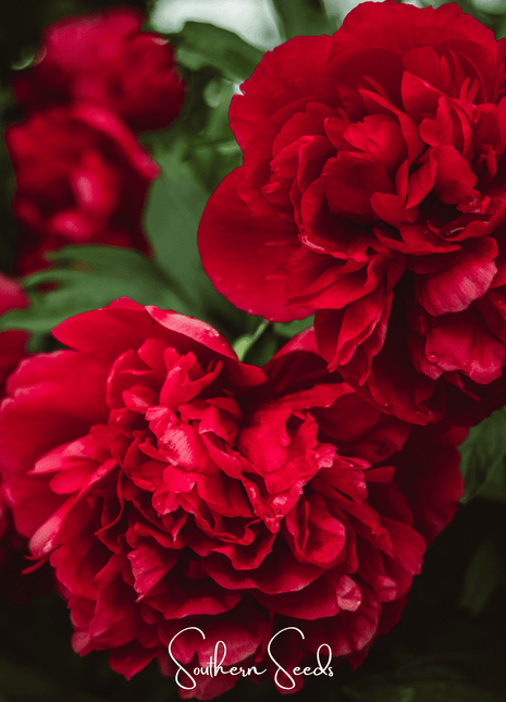 Etincellant Carnation – 25 Seeds