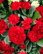 Etincellant Carnation – 25 Seeds