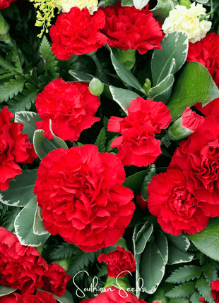 Etincellant Carnation – 25 Seeds