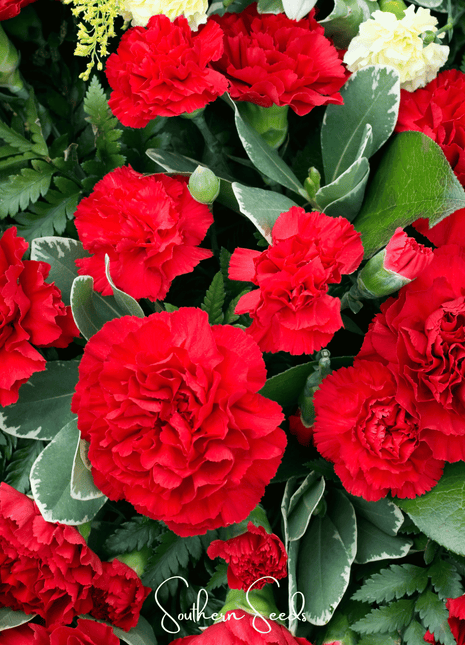 Etincellant Carnation – 25 Seeds