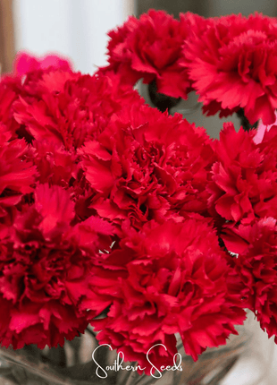 Etincellant Carnation – 25 Seeds