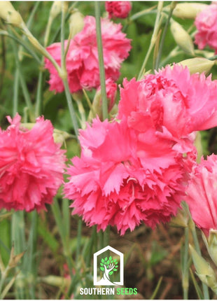 Rose Grenadin Carnation – 25 Seeds