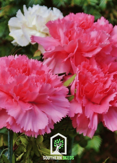 Rose Grenadin Carnation – 25 Seeds