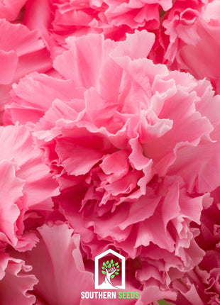Rose Grenadin Carnation – 25 Seeds