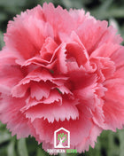 Rose Grenadin Carnation – 25 Seeds