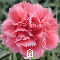 Collection image for: Carnations
